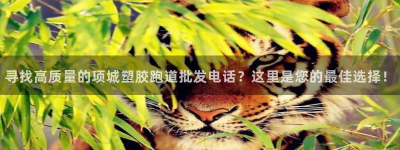 红世一足球比分