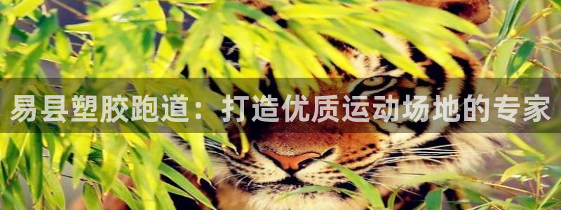 66814红足一66814世：易县塑胶跑道：打造优质运动场地的专家